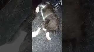 Котятам 19 дней) 🐈 Растем) ТриКота🐈🐈🐈