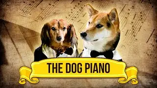 The Dog Piano!