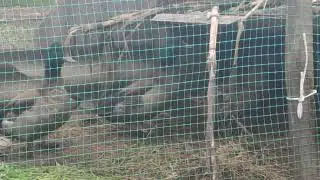 Wild ducks/Дикі качки/ Нарешті сіли