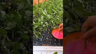 Blackberry Cutting Techniques #farming #agriculture #fruit