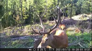 Przepiękne jelenie przed fotopułapką - wspomnienia lata 2025 #cervuselaphus #nature #forest #animals