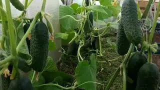 WITH THIS FEEDING THERE'S NOWHERE TO PULP THE CUCUMBERS SUPER METHOD