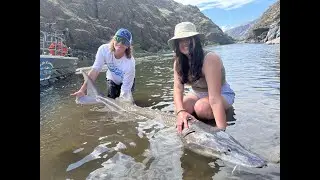 Sturgeon Fishing Hell's Canyon Idaho!