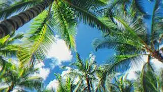 FREE - Afrobeat x Latina Type Beat [Jamrock]