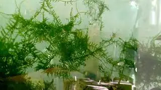 Ozono para limpiar pecera