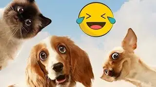 Best Funny Dogs And Cats Videos 😅 - Funniest Animals Videos 2023😇