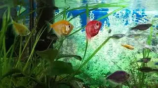 Мои рыбки