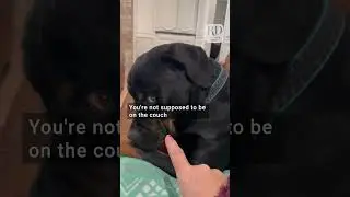 Dog Gives Epic Side Eye To Owner