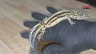 asik...gecko boldstrip nelor lagi