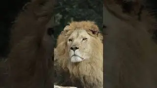 #lion #animals #wildlife #shorts #youtubeshorts #trending #viralvideo #shortsfeed
