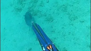 Dusky Grouper - Trigger Fish Spearfishing Cyprus -  Zıpkınla Balık Avı Kıbrıs  Orfoz - Domuz Balığı
