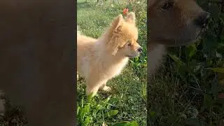боремся за шерсть. часть 1