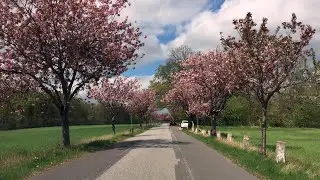650 meters with Prunus Serrulata Kanzan cherry blossom, Kwanzan,  as seen from inside of a car