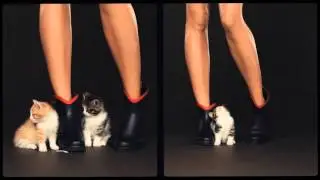 CLOGGS EXCLUSIVE: Take a look behind the scenes at Aigle's kitten photoshoot
