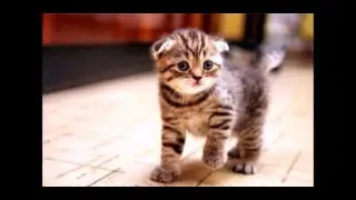 Милые котята и щенки!!!