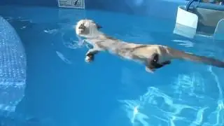 Кот плавает в бассейне