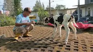 Mudik Kerumah Istri Jawa Lihat anak sapi baru lahir
