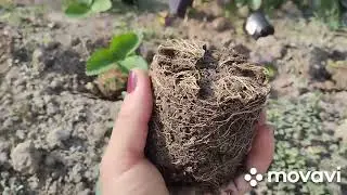 убираю капусту, посадила клубнику..