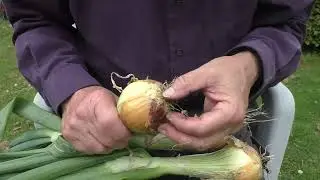091-Continuing My Battle Against Onion White Rot-1st July 2024