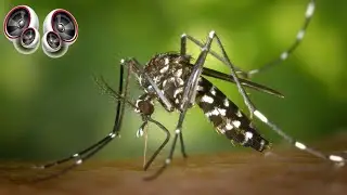 Mosquito - Sound Effect High Definition Free | Copyright free Music Sound effects for YouTube video