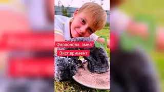 Макс вырастил Фараонову змею! Эксперимент