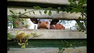 Sécheresse : conséquences pour les éleveurs et notre sécurité alimentaire (France Info)