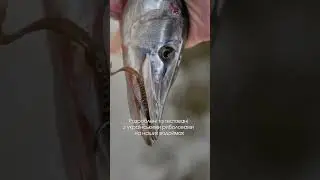 Приманки не можуть бути уловистими і мати добру ціну?Доводимо зворотнє разом з риболовами України