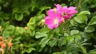 A Relaxing Summer's Day With Nature🌺🐝🐦🦋