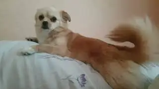 Собачка ждет,когда проснется хозяин