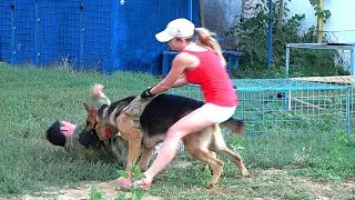 Extreme training of service dogs. Dangerous dog breeds attack. #GUARDODESSA Odessa Ukraine
