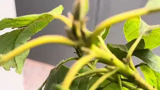 Haas Avacado