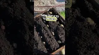 An INCREDIBLE Potato Harvest! #gardening #shorts #potato #harvest