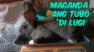 Maganda Ang tubo Hindi Lugi Sa Pakain