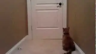 Кот - мастер побега