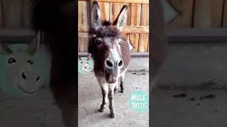 Funniest animal sounds