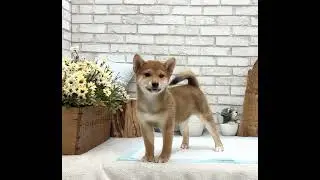 Red Shiba Inu - Coleen