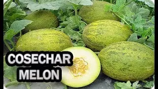 How and When to Know You Can Harvest or Collect Melon || Toni's Little Garden