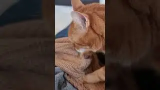 🐾😼Typical Orange Cat behavior