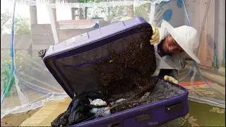 Strange incident - A swarm of wild bees unexpectedly built a nest in our house.