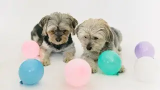 Funniest puppies 🐶 ever | funny pet animal | Awesome world365 