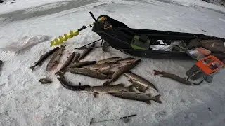 Супер рыбалка на хищника. Жерлицы не успевают падать на дно!!!