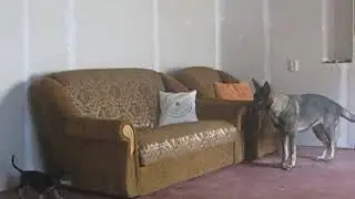 Две собаки играют в прятки