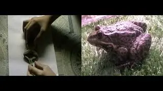 Как загипнотизировать лягушку