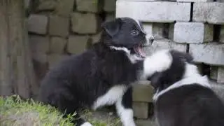 Two puppies playfight - Cutest fight  #Animals #Cute #Dogs #Cats