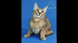 Каракет F1, возраст 4 месяца. Caracat.
