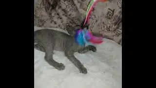 Котик девон рекс