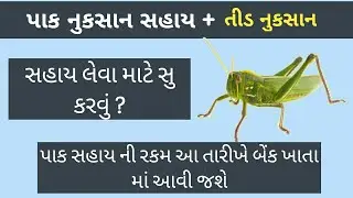 તીડ પક્ષી દ્વારા હુમલા ની સહાય અને નિષ્ફળ પાક સહાય આ તારીખે મળશે || Paak Sahay