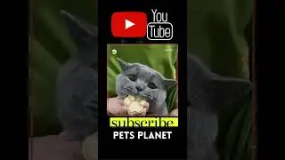 Sad Looking Russian Blue Cat Named Turkey #catvideo #Bluecat #russiancat