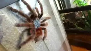 Avicularia versicolor L10