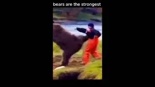 bear strength